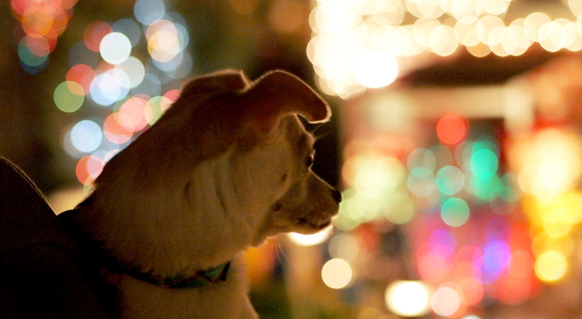 Pepé enjoying a neighborhood little extreme holiday light decorating via happymundane.com