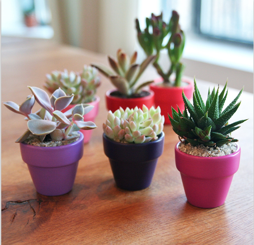 Rose collection by The Sill via happymundane.com