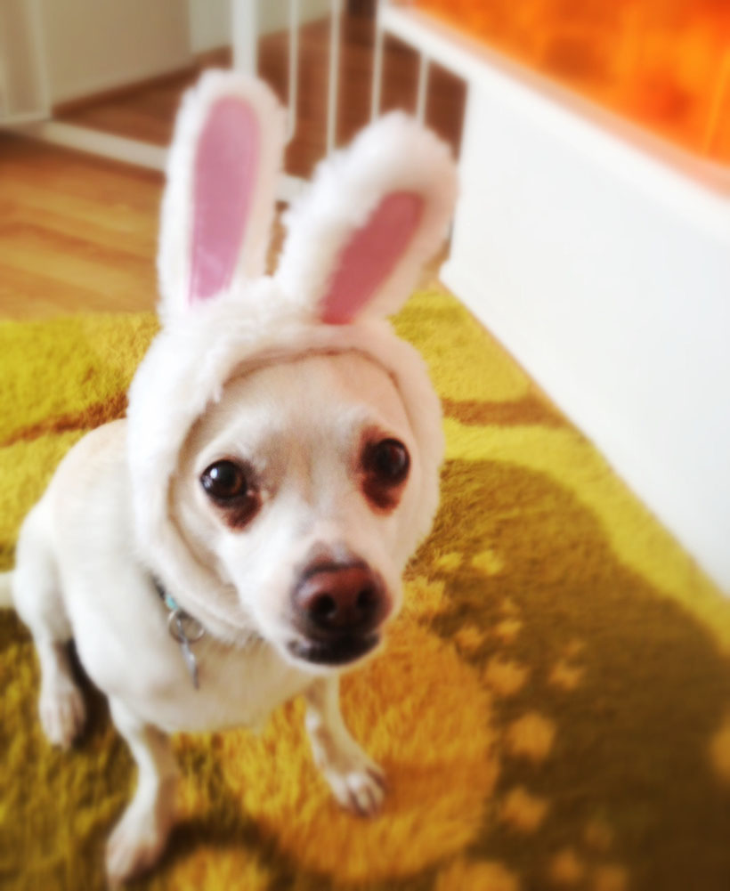 Hoppy Easter from Pepé via happymundane.com