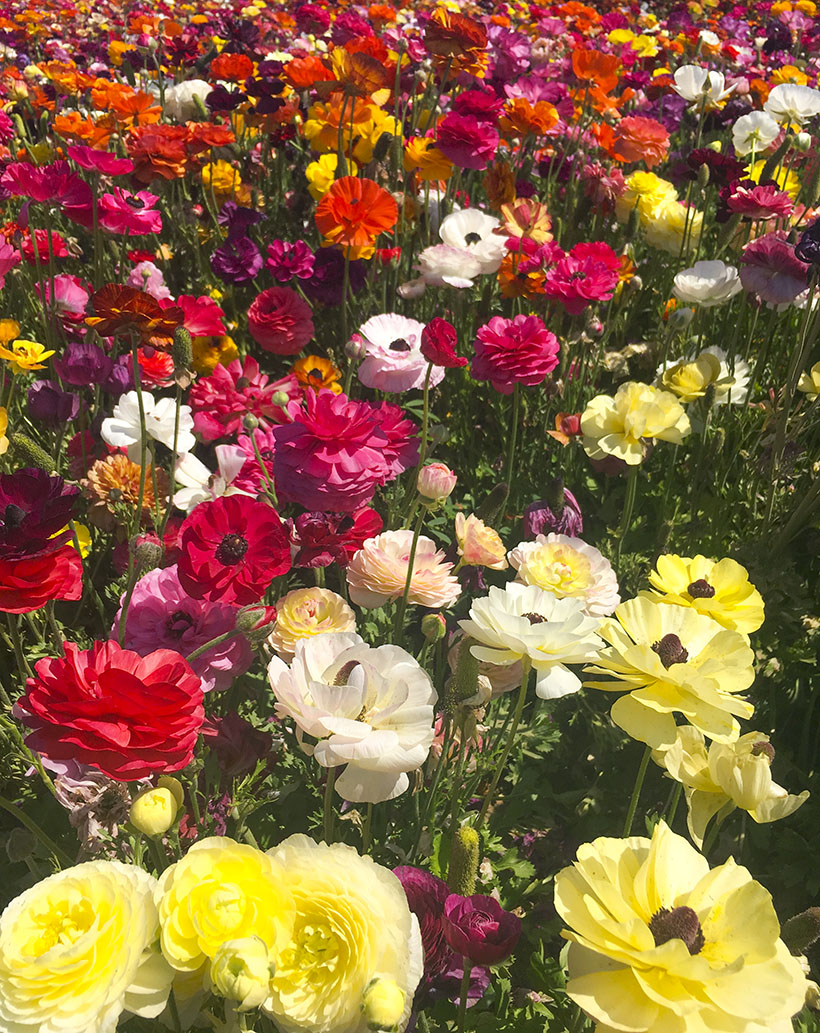 Mundane Aesthetic: Flower Fields, Carlsbad CA – Happy Mundane | Jonathan Lo