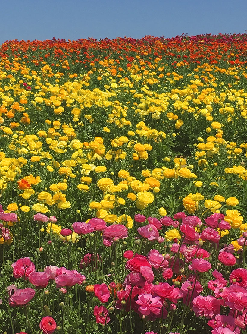 Happy Mundane | Jonathan Lo » Mundane Aesthetic: Flower Fields, Carlsbad CA